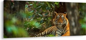 Pihenő tigris képe (120x50 cm)