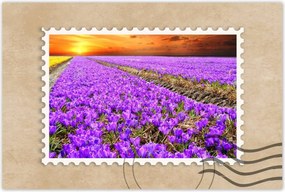 Poszterek 90x60 A krókuszok tengere