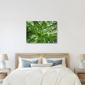 Kép - Kilátás a fák tetejére (üvegen) (70x50 cm)
