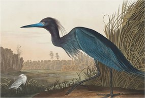 Flizelin tapéta Fali Flizelin Prémium Vízparti madarak 104x70 Ragasztó