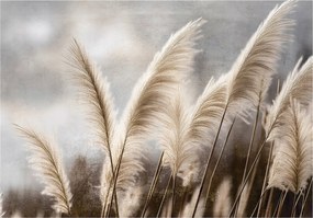 Vinil Tapéta Flizelin Pampas Fű Természet Bézs Pampas 416x254