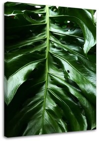 Gario Vászonkép Monstera növény sima levele Méret: 40 x 60 cm