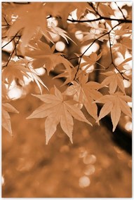 Poszterek 80x120 Szépia Őszi levelek