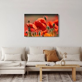 Pipacsok képe (90x60 cm)