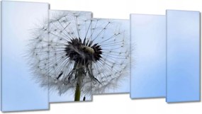 Képek 150x80 Hétköznapi pitypang