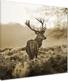 Vászonkép 80x80 Szarvas erdő naplemente