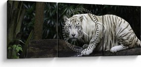 Kép - albínó tigris (órával) (90x30 cm)