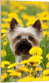 Üveg Vágódeszka 30x52 Kutya a Konyhába