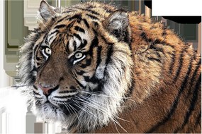 Tigris képe (90x60 cm)