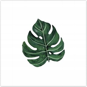 Poszterek 30x30 Monstera Zöld levél