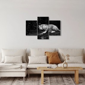 Kép - albínó tigris, fekete-fehér (90x60 cm)