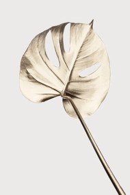 Illusztráció Monstera Gold 05, Studio Collection