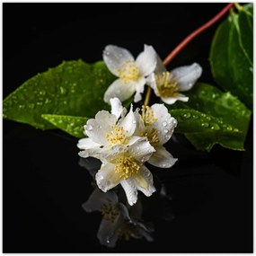 Poszterek 100x100 Fehér jázmin virág