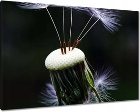 Vászonkép 100x70 Pitypang Virág Virágok