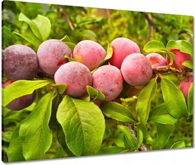 Vászonkép 80x60 Finom szilva