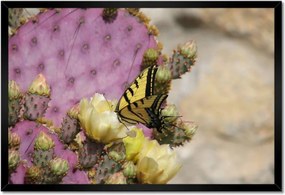 Poszterek keretben 60x40 Pillangó a kaktuszon