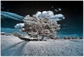 Fotótapéták 104x70 Fenséges fa