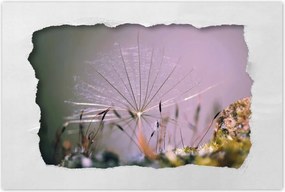 Poszterek 60x40 Pitypang pitypang