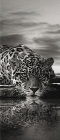 Fotótapéta Jaguar Leopard Fekete-fehér tükröződés a természet ereje 91x211 +ragasztó