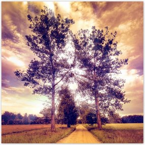 Poszterek 140x140 Fák az út mellett