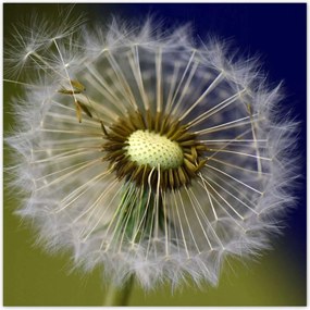 Poszterek 100x100 Pitypang Virág Virágok