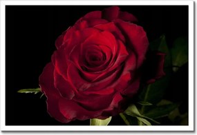 Poszter keretben 60x40 Vörös rózsa