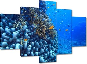 Képek 150x105 Víz alatti lagúna korallok