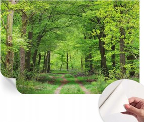 Fotótapéta Fali tapéta Hálószobába és Nappaliba Erdei ösvény 104x70 cm
