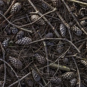 Poszter 40x40cm Erdei talaj tobozokkal és faágakkal borítva, Assaf Fr