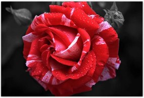 Poszterek 200x135 Fehér-piros rózsa