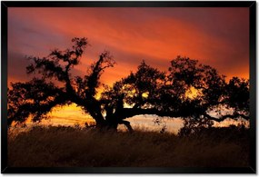 Poszterek keretben 60x40 Akác Afrikában