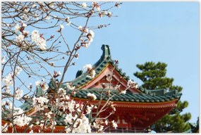 Poszterek 120x80 Virágzó cseresznye Japánban