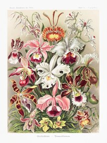 Reprodukció Orchideae–Denusblumen, Ernst Haeckel