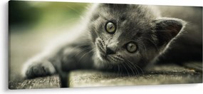 Cica képe (120x50 cm)