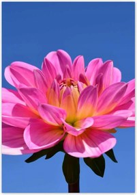 Poszterek 70x100 Dália