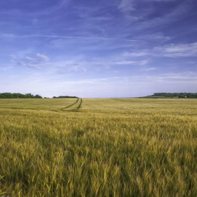 Poszter 40x40cm Búzamező a kék égbolt hátterében, Assaf Frank