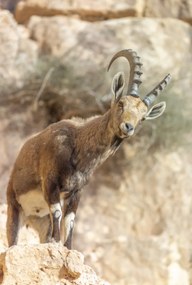 Poszter 68x101cm Ibex Nubiana, Assaf Frank