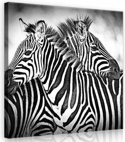Vászonkép 80x80 Zebra a természet ölelésében Monokróm szépség Loft Iroda