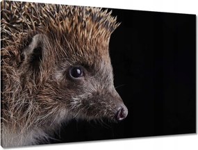 Vászonkép 90x60 Sündisznó fekete alapon