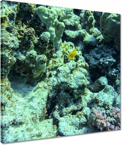 Vászonkép 50x50 Víz alatti világ a zátonyon