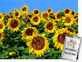 Fotótapéta Flizelina Természet Virágok Mező Napraforgók 350x250 ragasztó