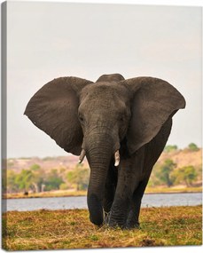 Vászonkép Nagy Szürke Elefánt a szavannán 40x50 cm Ideális ajándék