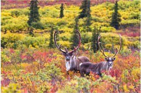 Kép - Caribou, Alaszka (90x60 cm)