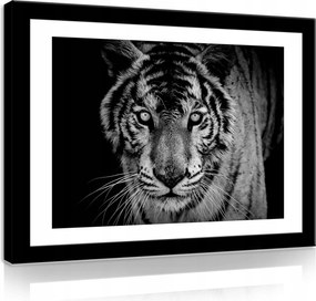 VĂĄszonkĂ©p 70x50 Tigris fekete-fehĂ©r portrĂ© vadĂĄllat erĆs tekintet szĆrme