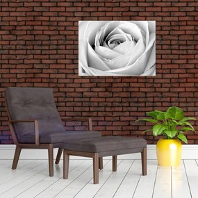 Kép - Rózsa virág részlete (üvegen) (70x50 cm)
