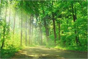 Fotótapéta Flizelin Hálószoba és Nappali Erdei ösvény 104x70