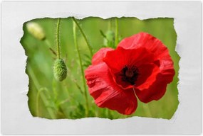 Poszterek 120x80 piros mezei pipacs