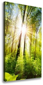Feszített vászonkép Sun az erdőben ocv-105833930
