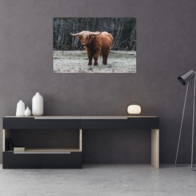Kép - Skót tehén 2 (90x60 cm)