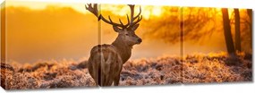 Vászonkép 150x50 Szarvas naplementekor